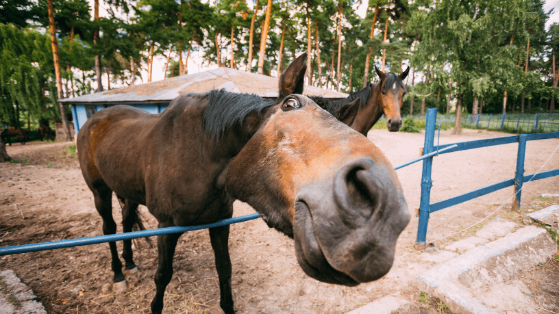 Descubra com Aldo Vendramin como os cavalos crioulos podem unir tradição e lucratividade.
