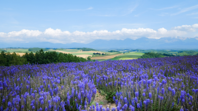O sul da França encanta com lavandas e roteiros únicos, revela Leonardo Rocha de Almeida Abreu.